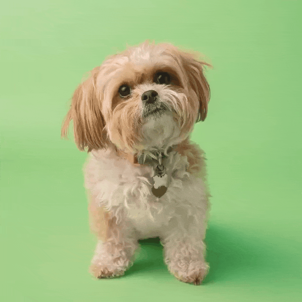 dog-Original